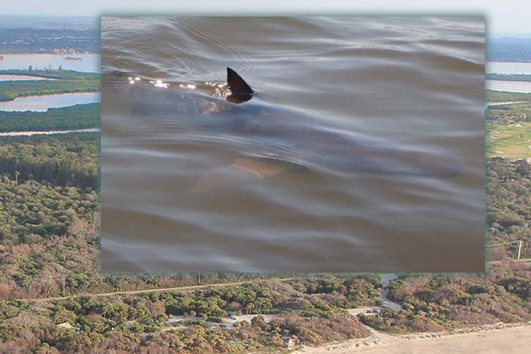 Harmful Algal Toxins Found in Bull Sharks in the Indian River Lagoon